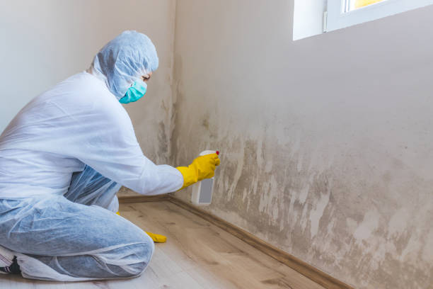 Licensed Basement Mold Remediation service in South River, NJ - WQB Mold Removal