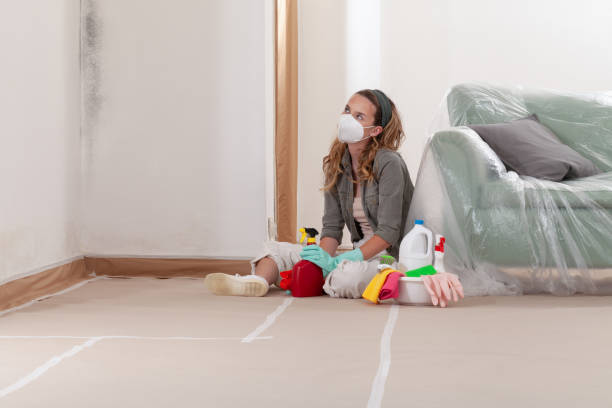 Reliable Basement Mold Remediation contractor in South River, NJ by WQB Mold Removal